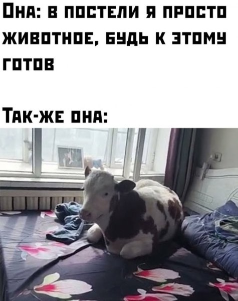 Кот лезет на дерево