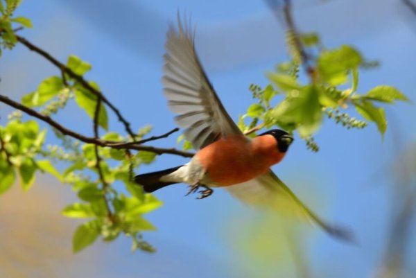 Весенние птицы в полете