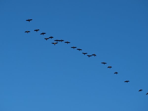 Ласточки летают