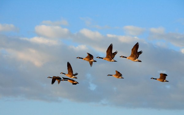 Чарльз Войси ласточки