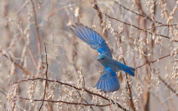 Полевой Жаворонок полет