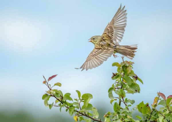 Весна летят перелетные птицы