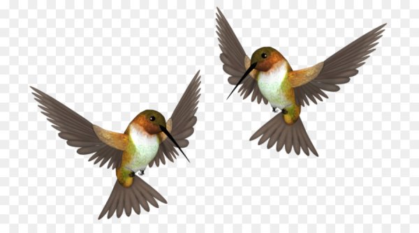 Прилетают перелетные птицы