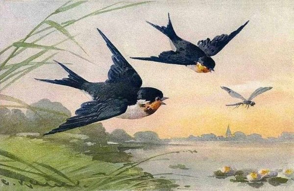 Весенние птицы в полете