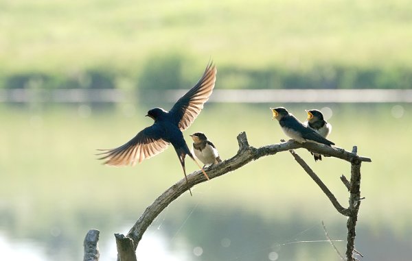Стая голубей в небе