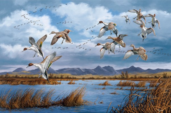 Полёт ласточки