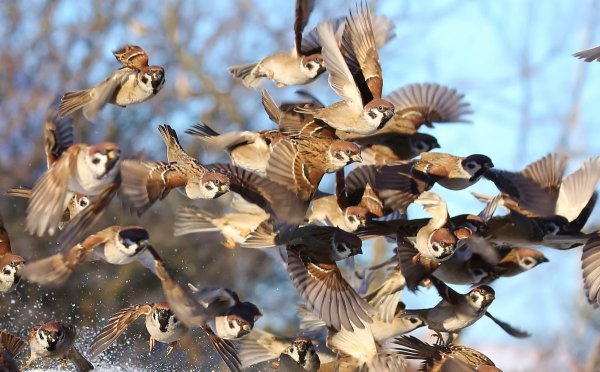 Тема перелетные птицы