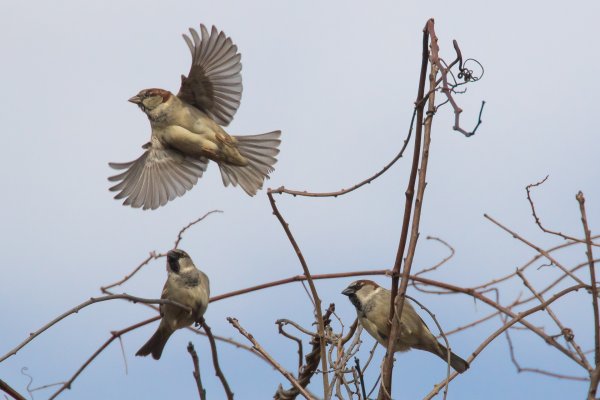 Стайка птиц