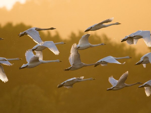 Утки в полете