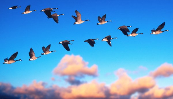 Птицы весной в лесу