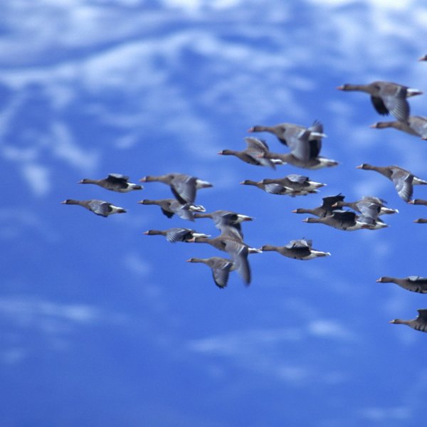 Мультяшные птицы картинки для детей