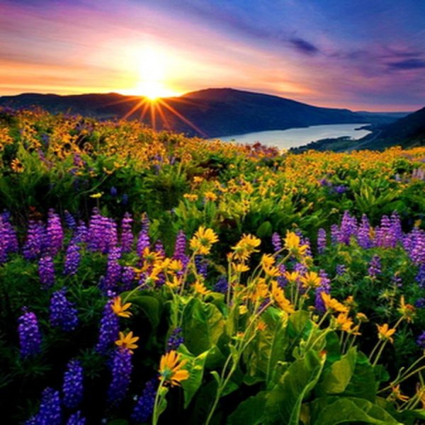 Весеннее дерево