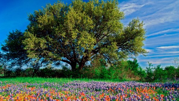 Парк цветов кёкенхоф (г. Лиссе)