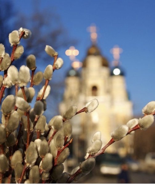 Рисование вербы