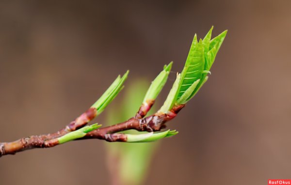Почки листочки Весна