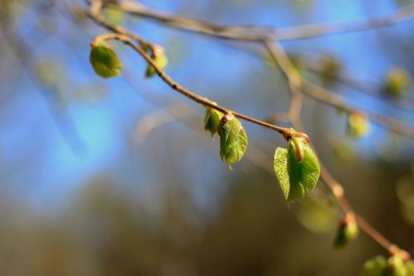 Липа распускаются листочки