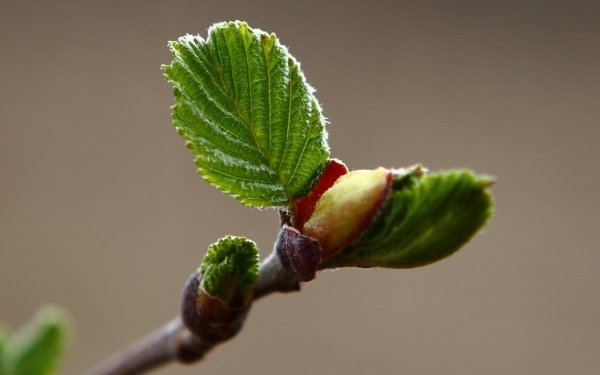 Первые листочки