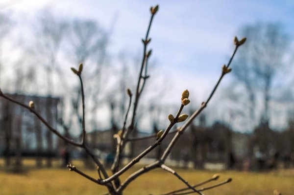 Весна набухают почки