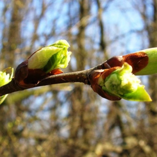 Набухают почки