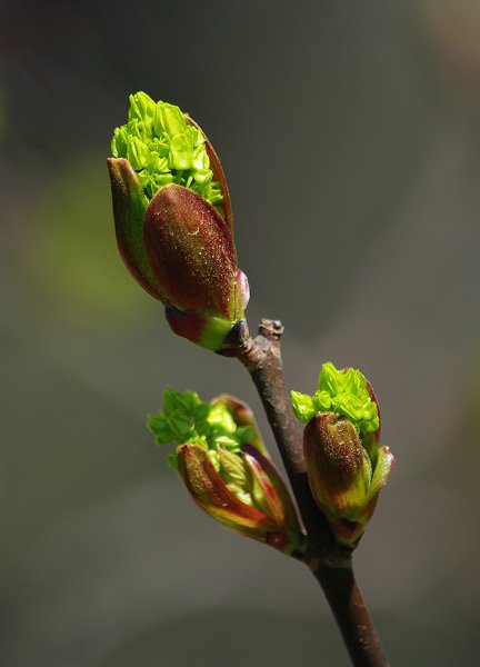 Распускание берёзовых почек