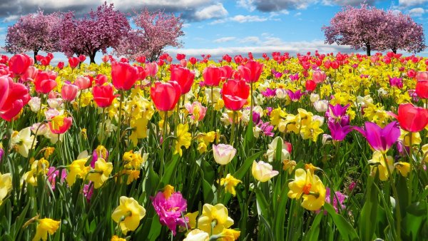 Весенние цветы поле