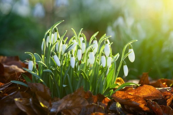 Утро природа Весна