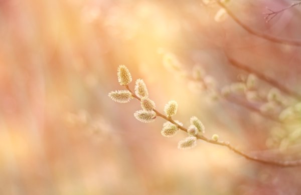 Утро Пробуждение природы пастельные тона