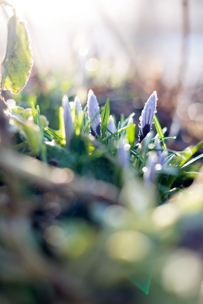 Весна Пробуждение природы