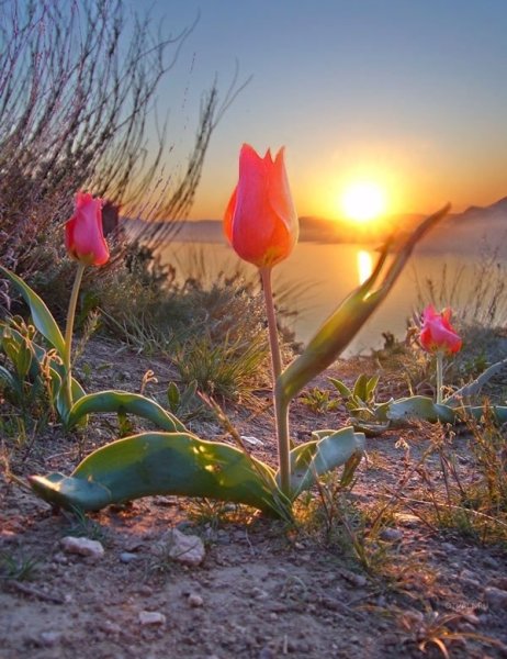 Открытки с добрым утром весенние