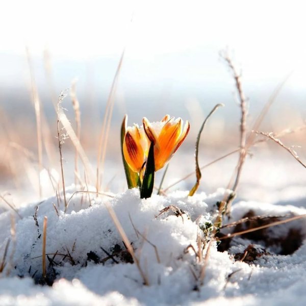 Ранняя Весна пролески