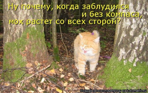 Шутки про заблудившихся в лесу