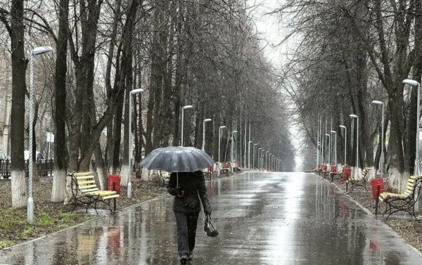 Деревья поздней осенью