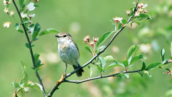 Весна апрель