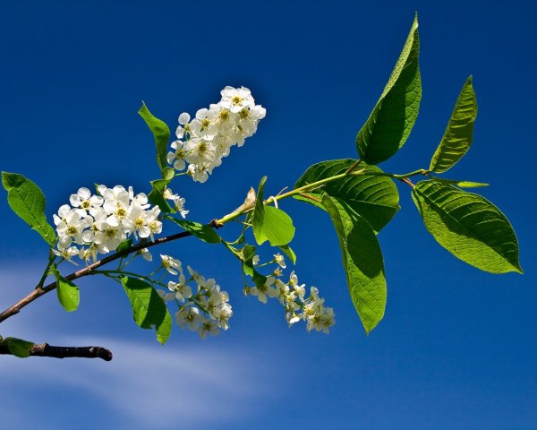 Цветение черёмухи