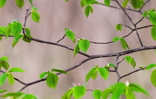 Ветка дерева