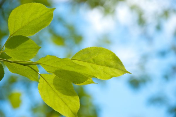 Весенняя листва