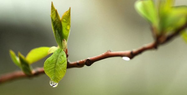 Весна первые листочки