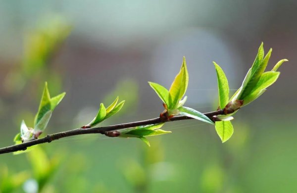 Весенняя ветка