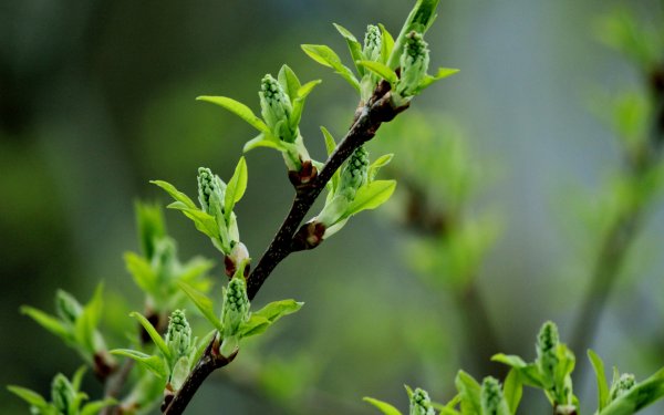 Распускаются листья на деревьях