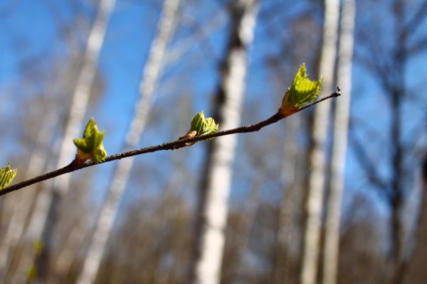 Весна почки распускаются