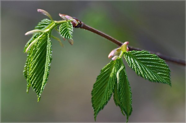 Первые листочки на деревьях