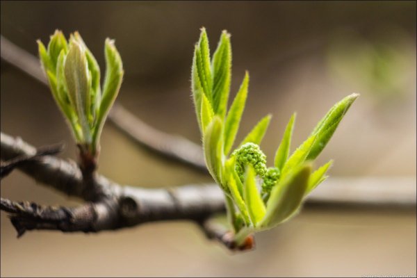 Весна почки на деревьях