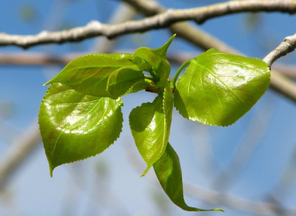 Весенняя ветка