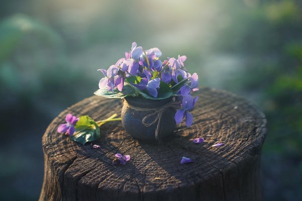 Весенние цветы в лейке