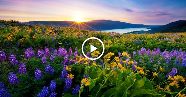 Ландыш сирень Жасмин