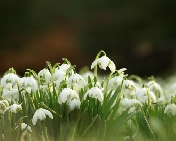 Весна подснежники