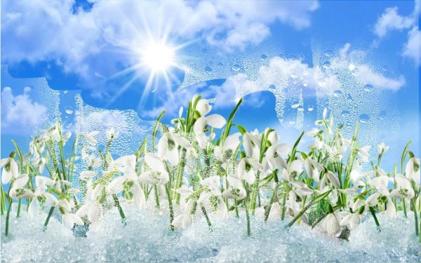 Весенние цветы Ландыши