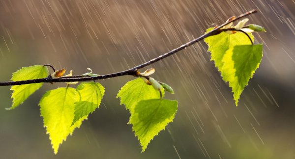 Дождь весной