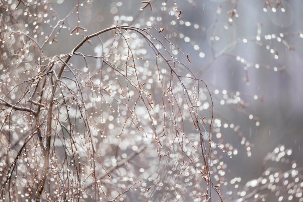 Дождь весной