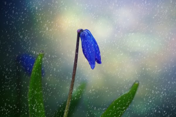 Весенний дождь цветы